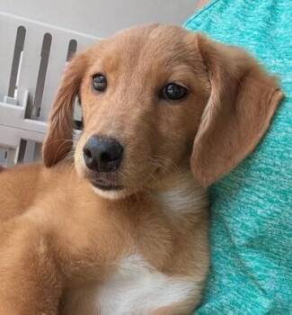 Pup Buttercream -  Golden Retriever and Feist Dog for Adoption in Washington, District Of Columbia - Pup Buttercream | PetCurious