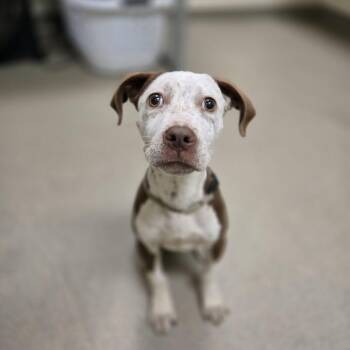 Nutmeg -  Pit Bull Terrier and Mixed Breed Dog for Adoption in Lynchburg, Virginia - Nutmeg | PetCurious