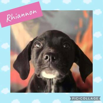 Rhiannon -  Labrador Retriever Dog for Adoption in Ringwood, New Jersey - Rhiannon | PetCurious