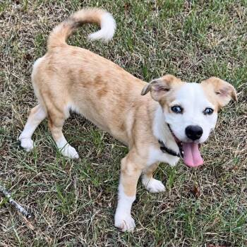 Louise -  Miniature Dachshund Dog for Adoption in Longview, Texas - Louise | PetCurious