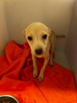 Hehe -  Chihuahua Dog for Adoption in Douglasville, Georgia - Hehe | PetCurious