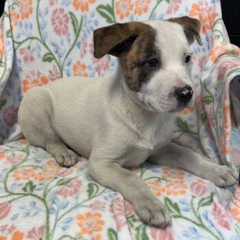 Mixed Breed Dogs Available for Adoption in Kittanning, Pennsylvania - Scout (Formerly Laggy) | PetCurious