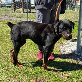 Rottweiler Dogs Available for Adoption - Rocket | PetCurious