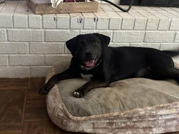 Reba -  Mixed Breed Dog for Adoption in Nantucket, Massachusetts - Reba | PetCurious
