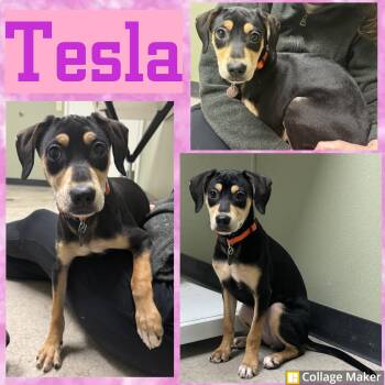 Labrador Retriever and Rottweiler Dogs Available for Adoption in Clearfield, Pennsylvania - Tesla | PetCurious