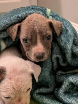 Goose -  Mixed Breed Dog for Adoption in Huntsville, Alabama - Goose | PetCurious