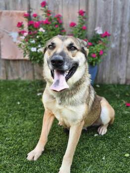 Rescue German Shepherd Dog Dogs for Adoption in Lucas, Texas - HESTIA GS | PetCurious