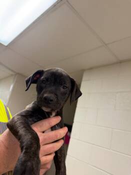 Chuck Norris -  Labrador Retriever and Pit Bull Terrier Dog for Adoption in Nacogdoches, Texas - Chuck Norris | PetCurious