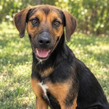 Stubs -  Hound and Mixed Breed Dog for Adoption in Buchanan Dam, Texas - Stubs | PetCurious