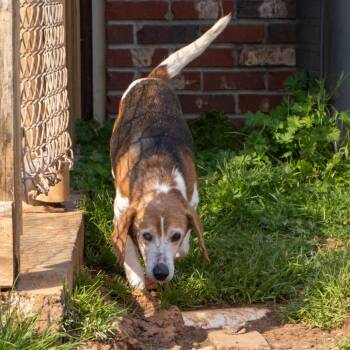 Beagle Dogs Available for Adoption - Hick | PetCurious