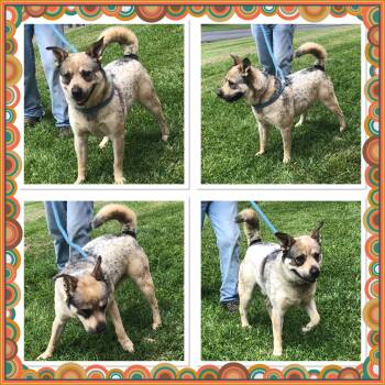 HANK THE TANK -  Norwegian Elkhound Dog for Adoption in Buckhannon, West Virginia - HANK THE TANK | PetCurious