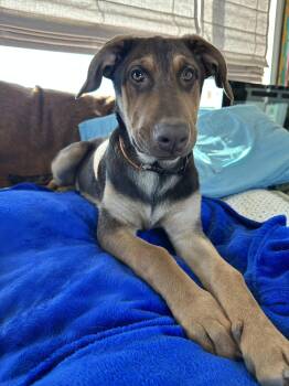 Doberman Pinscher and German Shepherd Dog Dogs Available for Adoption - Arne | PetCurious