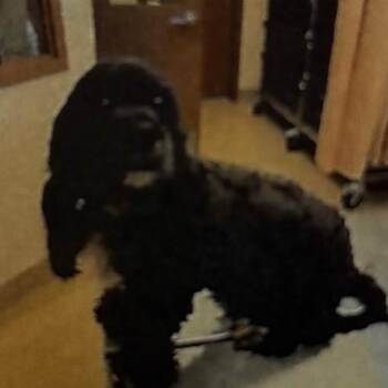 Auden -  Cocker Spaniel and Poodle Dog for Adoption in San Pablo, California - Auden | PetCurious