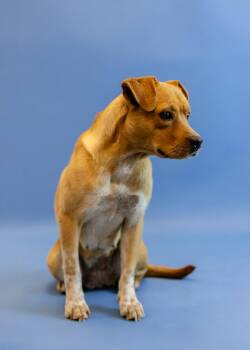 Pooh -  Mixed Breed Dog for Adoption in Clarksville, Tennessee - Pooh | PetCurious