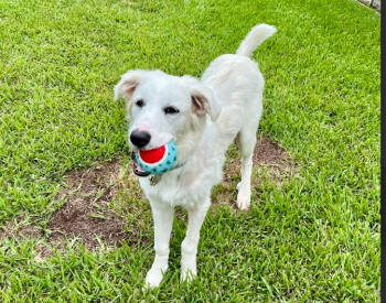 Rescue Great Pyrenees Dogs for Adoption in Quinlan, Texas - Adley HTX | PetCurious