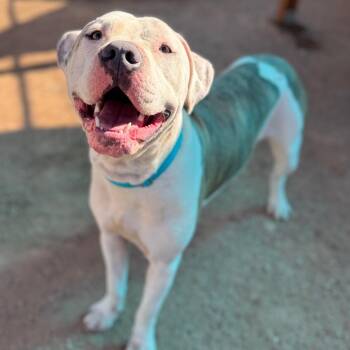 Pit Bull Terrier Dogs Available for Adoption in Las Vegas, Nevada - Marble | PetCurious