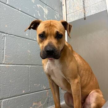 Joanne -  Pit Bull Terrier Dog for Adoption in Columbus, North Carolina - Joanne | PetCurious