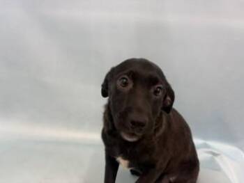 Crunchy -  Mixed Breed Dog for Adoption in Golden Valley, Minnesota - Crunchy | PetCurious