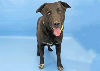 Labrador Retriever and Collie Dogs Available for Adoption in Colorado Springs, Colorado - DRACS-A-MILLION | PetCurious