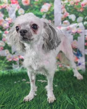 Rescue Shih Tzu and Poodle Dogs for Adoption - Willow | PetCurious
