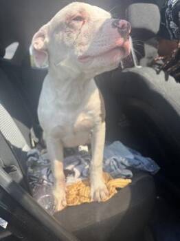 Breezy Weezy -  Mixed Breed Dog for Adoption in Atlanta, Georgia - Breezy Weezy | PetCurious