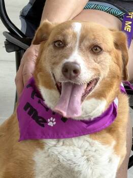 Lily - AVAILABLE TO FOSTER OR ADOPT -  Beagle Dog for Adoption in Clayton, North Carolina - Lily - AVAILABLE TO FOSTER OR ADOPT | PetCurious