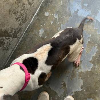 Nova -  Mixed Breed Dog for Adoption - Nova | PetCurious
