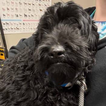 Poodle Dogs Available for Adoption - Slim | PetCurious