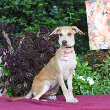 Gherkin -  Labrador Retriever Dog for Adoption in Wake Forest, North Carolina - Gherkin | PetCurious