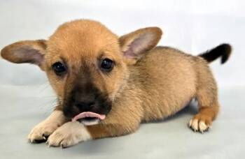 Reef -  Cardigan Welsh Corgi and Mixed Breed Dog for Adoption in Morton Grove, Illinois - Reef | PetCurious