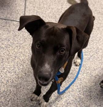 Jay -  Labrador Retriever Dog for Adoption in Golden, Colorado - Jay | PetCurious