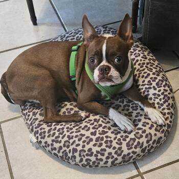WAVERLY -  Boston Terrier Dog for Adoption in The Woodlands, Texas - WAVERLY | PetCurious