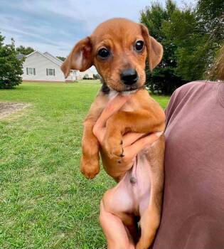 Fitz -  Mixed Breed Dog for Adoption in Milton, Delaware - Fitz | PetCurious