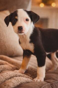 Terrier Dogs Available for Adoption in Glocester, Rhode Island - Lana | PetCurious