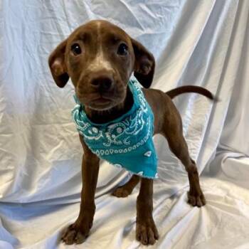 Serve -  Mixed Breed Dog for Adoption in Canal Winchester, Ohio - Serve | PetCurious