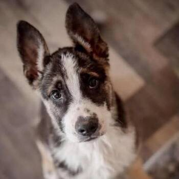 Chase -  Shepherd and Mixed Breed Dog for Adoption in Nampa, Idaho - Chase | PetCurious