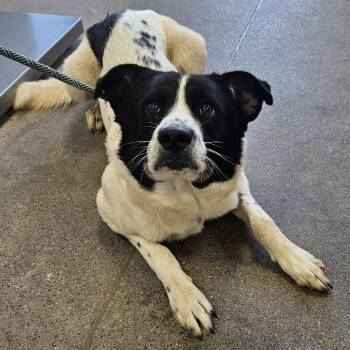 111435 -  Mixed Breed Dog for Adoption in Las Cruces, New Mexico - 111435 | PetCurious
