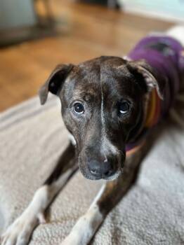 Rescue Hound Dogs for Adoption in Beulaville, North Carolina - Cocoa | PetCurious