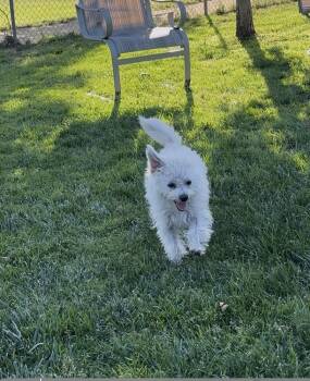 Sheep -  Poodle Dog for Adoption in Pacifica, California - Sheep | PetCurious