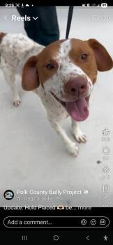 Pointer Dogs Available for Adoption in Lakeland, Florida - Jackson | PetCurious
