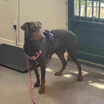 Wanda -  Doberman Pinscher Dog for Adoption in Pasadena, California - Wanda | PetCurious