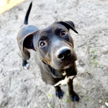Hamilton -  Mixed Breed Dog for Adoption in Milton, Florida - Hamilton | PetCurious