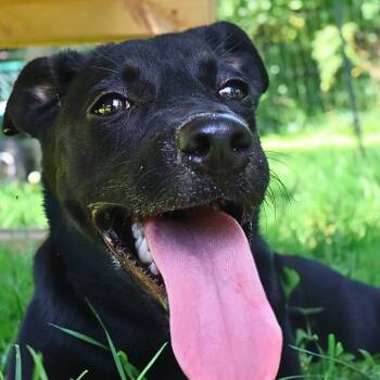 Brittany -  Black Labrador Retriever Dog for Adoption in South Elgin, Illinois - Brittany | PetCurious