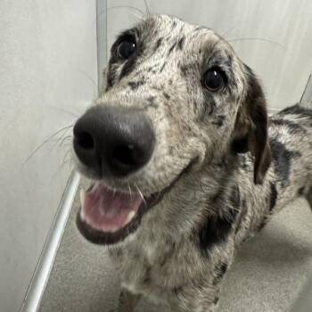 Enzo -  Australian Shepherd Dog for Adoption in Des Moines, Iowa - Enzo | PetCurious