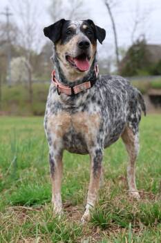 Mixed Breed Dogs Available for Adoption - Stella | PetCurious