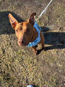 Pit Bull Terrier Dogs Available for Adoption - Peach | PetCurious