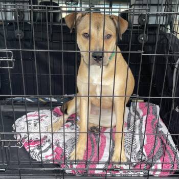Retriever and Mixed Breed Dogs Available for Adoption in Spokane, Washington - Blondie | PetCurious