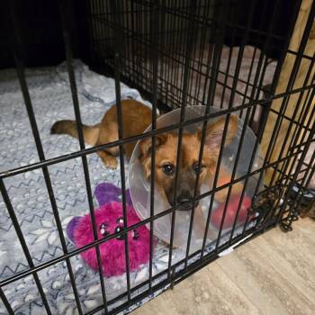Ruby -  Chihuahua Dog for Adoption in Hinesville, Georgia - Ruby | PetCurious