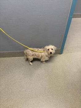 Terrier Dogs Available for Adoption - SEBASTIAN | PetCurious