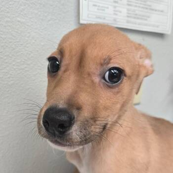 Terrier Dogs Available for Adoption in San Jacinto, California - Wasp | PetCurious